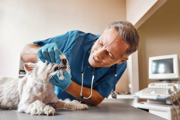 Best Emergency Tooth Extraction  in Staples, MN